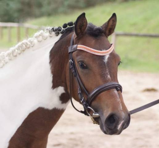 Male PFS pie bai taille B ne en 2022 901238 Acheter ce poney Equirodi France