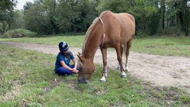 Poney à vendre 