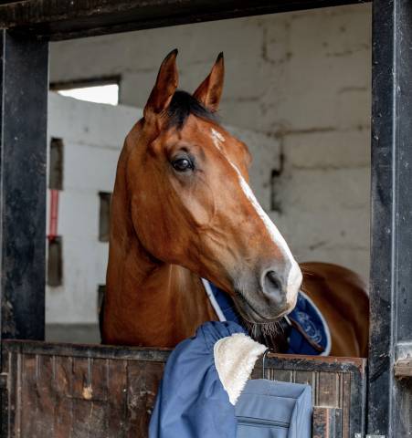 Cheval de 9 ans à vendre 