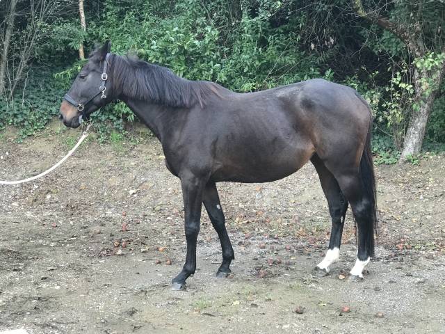 Poulinière ou cheval de compagnie 