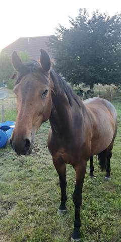 Poulinière à vendre  9 ans par canturo× damiro b