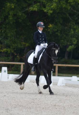 Galahad des Allees, entier Welsh cob D de 8 ans