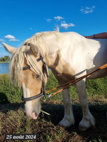 Irish cob ITI entier ( peut être castré)