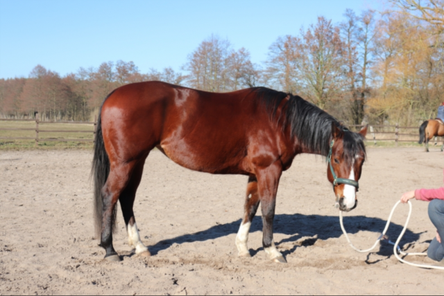 Jument Qiarter Horse élevage et reproduction 