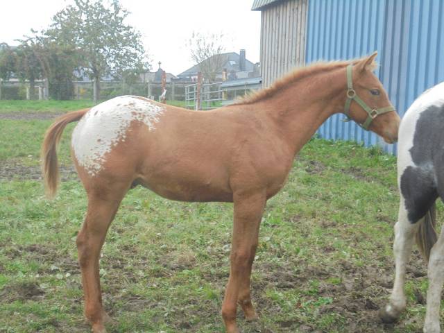 poulain appaloosa