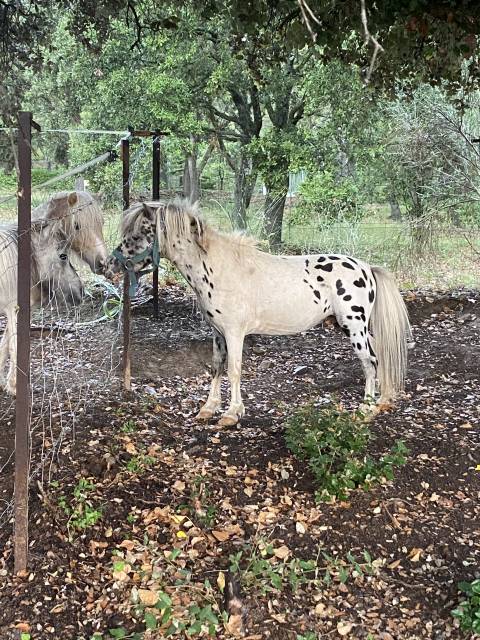 Mini poney léopard entier