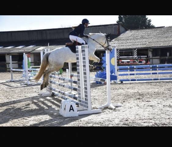 Poney Jument connemara de 13 ans – 148cm