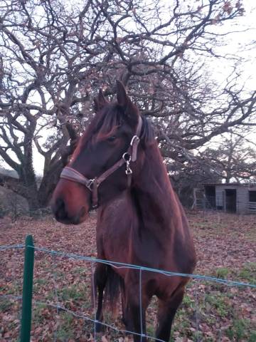 Cheval à vendre 