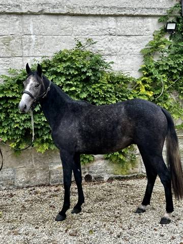 Madness hongre de 2 ans Selle français 