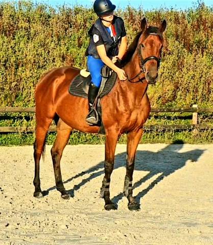 Magnifique jument ps 5 ans cso loisir dressage 