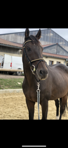 Cheval polyvalent à vendre 