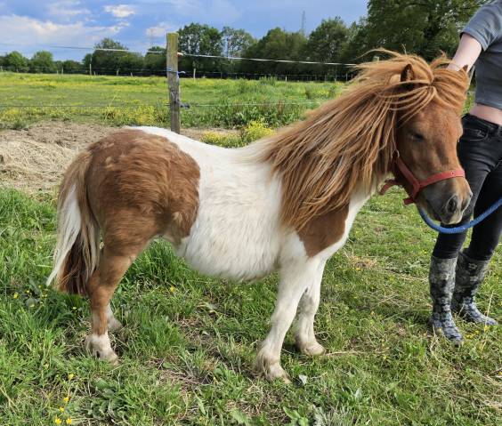 Ponette shetland 