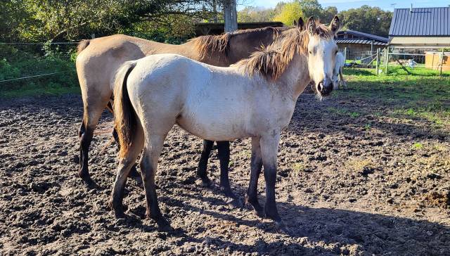 Pouliche welsh part bred