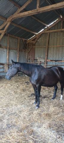 Cheval trotteur français