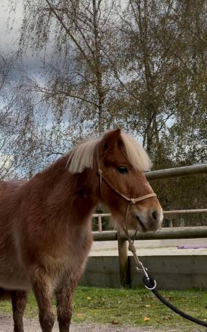 vends shetland 80 cm de 5 ans 