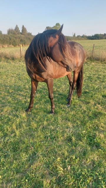 Vente de chevaux  Poulinières, jeunes chevaux