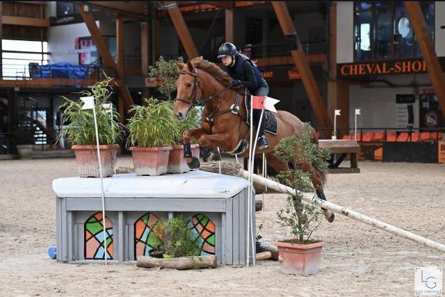 Jument CSO/CCE top concours