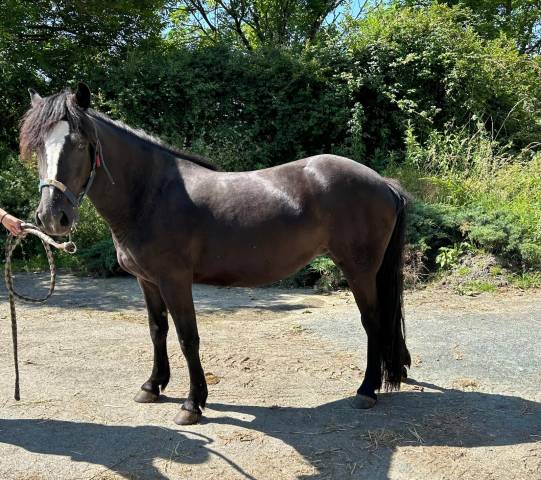 Ponette C pottok 4 ans 