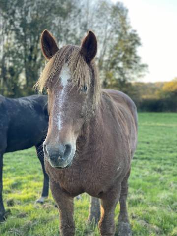 A VENDRE : Magnifique Jument Cob  Normande