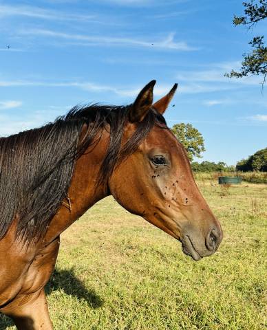 Belles pouliches OC Arabe