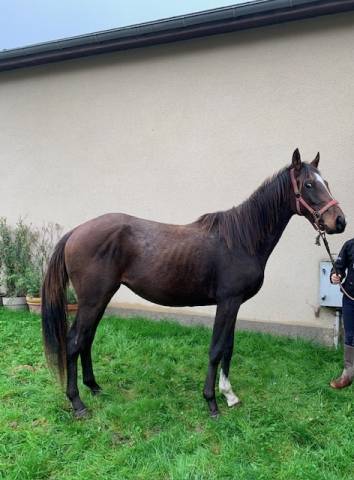 CHEVAL HONGRE DE DEUX ANS