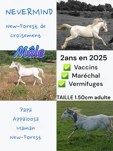 Mâle New-Forest de croisement 