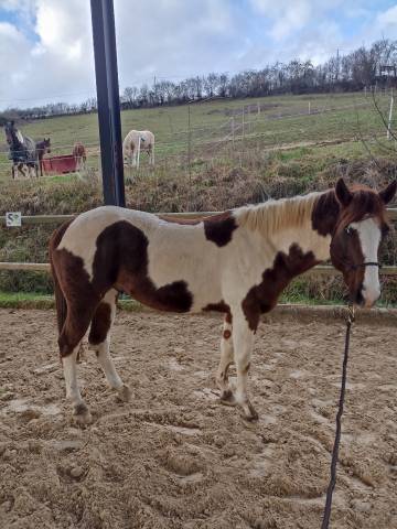 Cheval à vendre Pie Hongre 5 ans