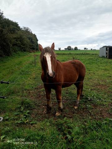 Pouliche breton 