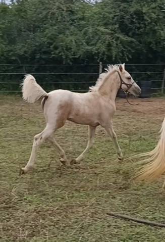 Pouliche Welsh Part Bred