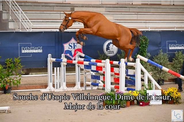 Jument 4 ans Le coultre x Diamant de semilly 