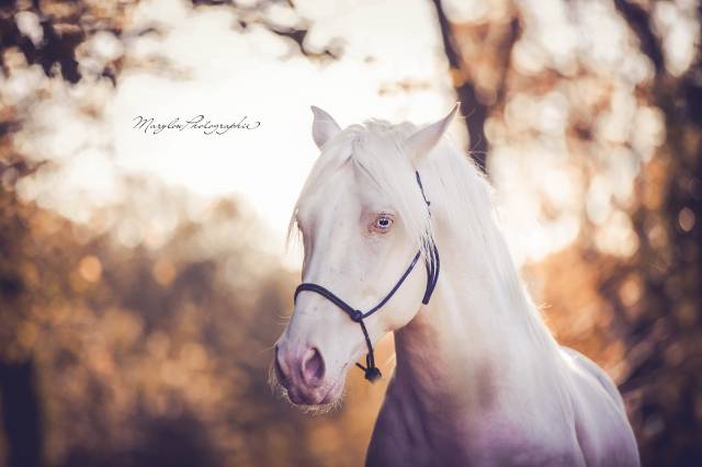 Cheval cruzado entier 