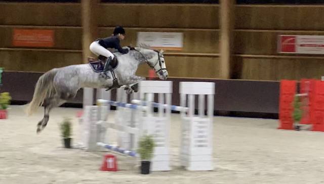 A vendre - Bambino du Moutier