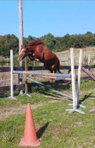 Poney D très bon potentiel 