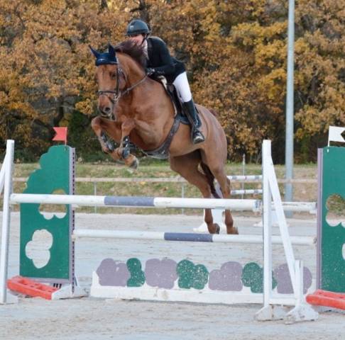 Cheval cso amateur