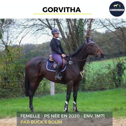 MAGNIFIQUE JUMENT - GORVITHA - 4 ANS