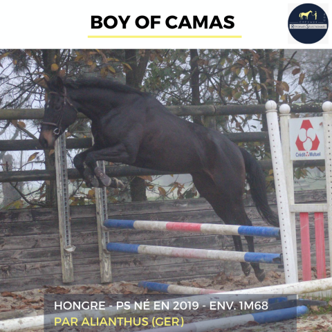 MAGNIFIQUE HONGRE - BOY OF CAMAS - 5ANS 