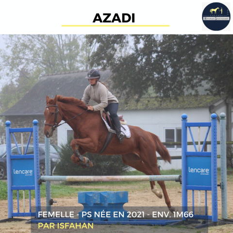 MAGNIFIQUE JUMENT - AZADI - 3 ANS