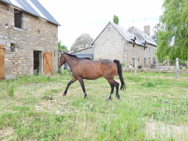 Belle poulinière pur sang