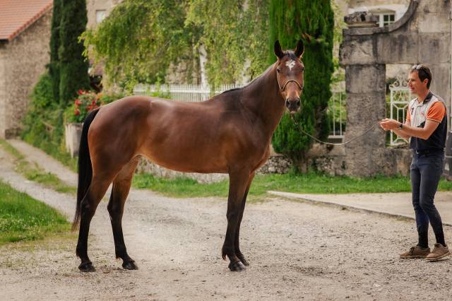 Jument d’obstacle, franche et attachante, pour cavalier