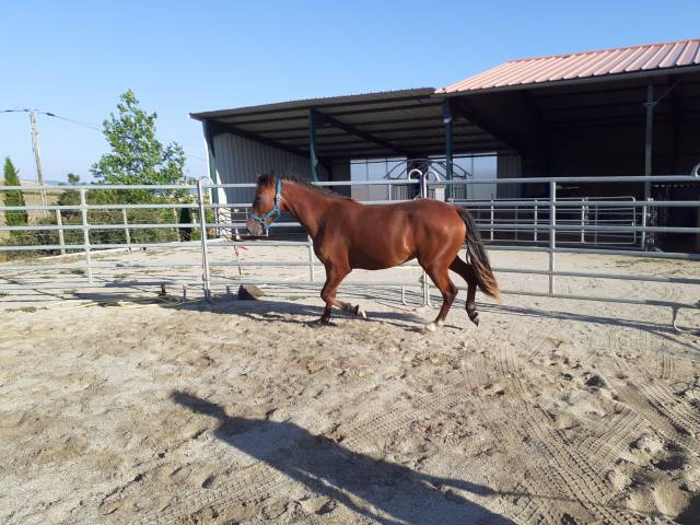 PONEY CONNEMARA DE 2 ANS 