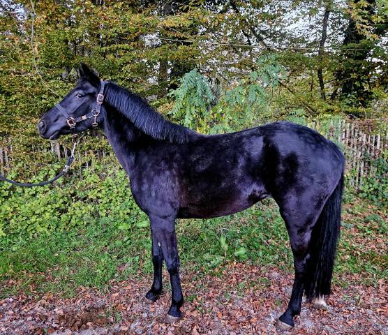 Ponette New Forest 3 ans 