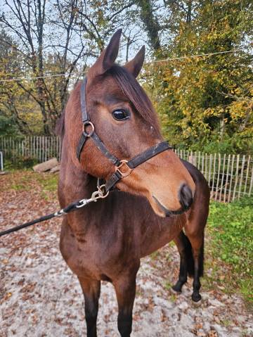 Ponette New Forest 3 ans 