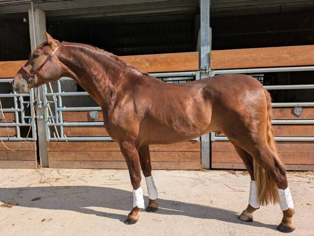 Granjero: Hongre de 4 Ans, Allure et Charisme, 