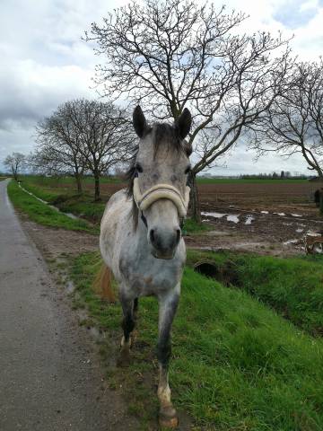 Poney D petit cheval