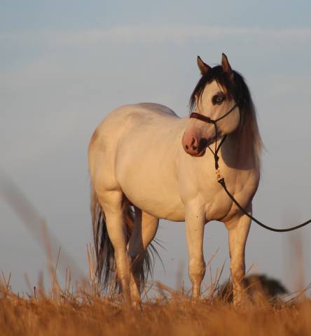 Saillie et IA paint horse grullo tobiano EETTDD 