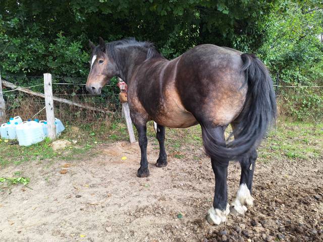 jument cob normand PP