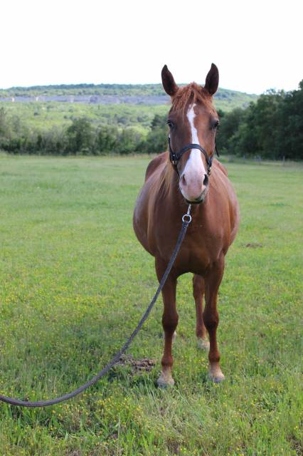 Jument Curly 4 ans