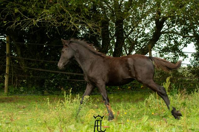 A réserver Poulain Noir Morgan Horse X Frison