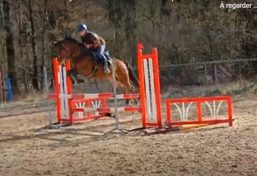 Poney mâle 4 ans. ipo 132
