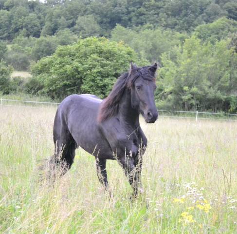 Mélios jeune Frison